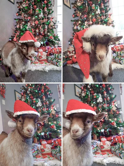 15 забавных фото о том, что домашние животные делают Рождество незабываемым - фото 589959