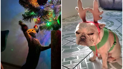 15 забавных фото о том, что домашние животные делают Рождество незабываемым