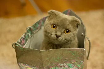 Зоологи з'ясували, чому коти так люблять пакети - ти не повіриш