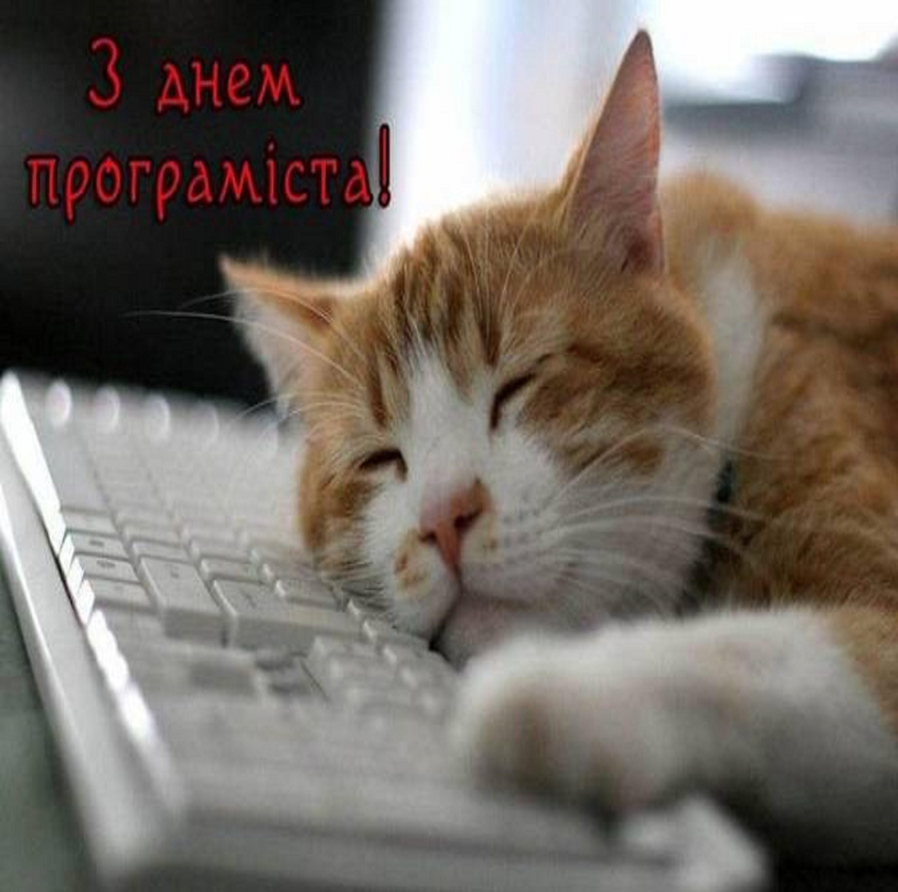 С международным днем программиста 2024 - 591298 С международным днем программиста 2024 - фото 591298