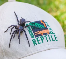 В Австралії знайшли найбільшого та найотруйнішого павука у світі