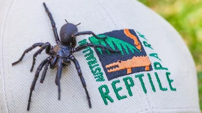 В Австралії знайшли найбільшого та найотруйнішого павука у світі