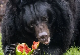 Пострадавший от вражеских обстрелов медведь теперь живет в новом доме в Шотландии