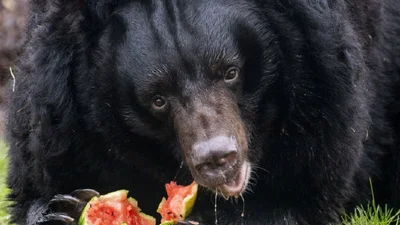 Ведмідь, який постраждав від ворожих обстрілів, тепер живе у новому домі в Шотландії