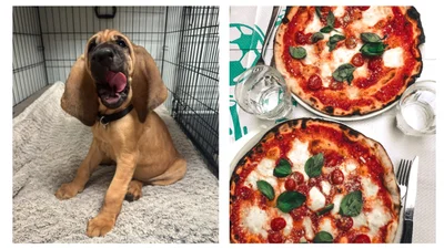 Самые милые новости дня: 10-месячный щенок нашел похитителей пиццы