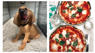 Наймиліші новини дня: 10-місячне цуценя знайшло викрадачів піци