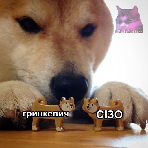 Мемы с Романом Гринкевичем, которого бросила Соня Морозюк после расследования ГБР - 593487 Мемы с Романом Гринкевичем, которого бросила Соня Морозюк после расследования ГБР - фото 593487