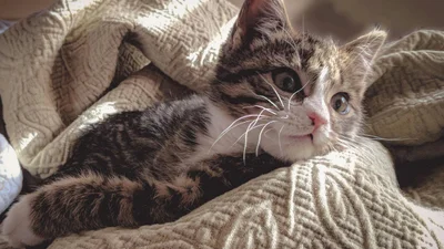 Ці сосиски тільки твої - як відучити кота просити їжу зі столу