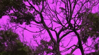 Птицы видят небо пурпурным: ученые представили камеру, которая видит мир глазами животных