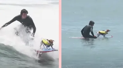 У Перу собака на прізвисько Ефруз обожнює серфінг – відео для підняття настрою