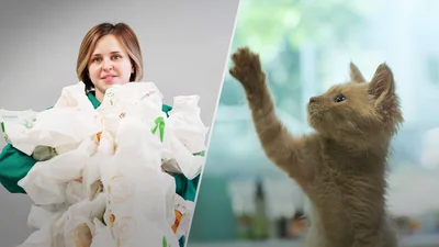 Накормить бездомных животных может каждый: как это легко сделать благодаря NOVUS Online