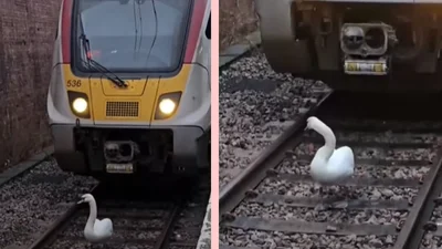 Поблизу Лондона лебідь затримав рух поїздів: особисто він нікуди не поспішав – відео