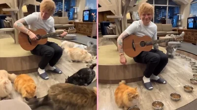 Смешное видео с котами, разбегающимися от песен Эда Ширана