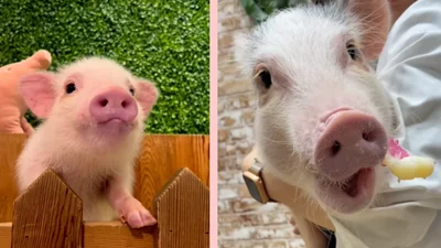 В Японии набирают популярность кафе со свинками – видео