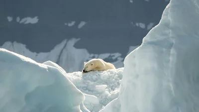Белый медведь, свернувшийся калачиком во сне - фантастическое фото выиграло конкурс