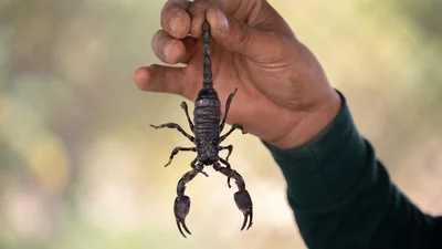 Ирландка случайно привезла в чемодане из Африки очень ядовитое существо