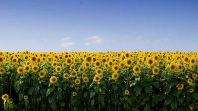 Патріотичні цитати відомих українців, які відстоювали незалежність України