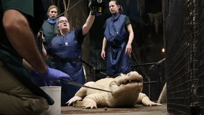 У алігатора в американському зоопарку зі шлунку витягли 70 монет – винуваті відвідувачі