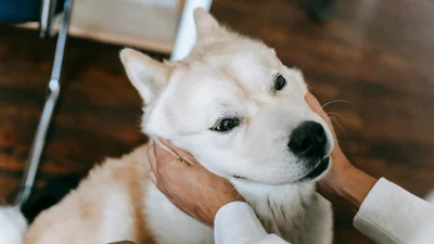 Идеальные сожители: 5 самых тихих пород собак