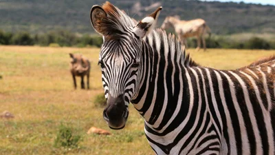 Почти как в "Мадагаскаре": зебра сбежала из зоопарка и три часа ходила по городу