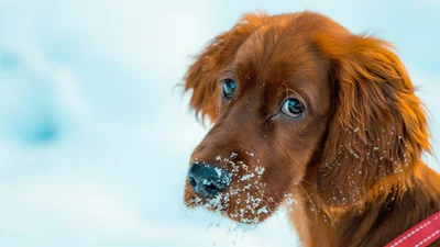 Картинки с последним днем зимы - прикольные открытки всем, кому надоела стужа