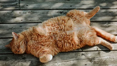 З першим днем весни: картинки для привітань і класного настрою