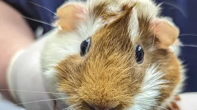 В Лондоне возле станции метро оставили морскую свинку с щемящей запиской