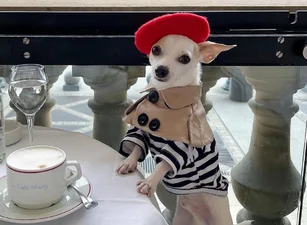 Собака путешествует по миру и останавливается в пятизвездочных отелях – гламурные фото