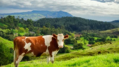 Корова приняла участие в свадебной церемонии: мешала молодоженам произносить обет