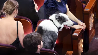 Вежливо сидел в кресле: пес из "Анатомии падения" стал звездой Оскара 2024 и TikTok
