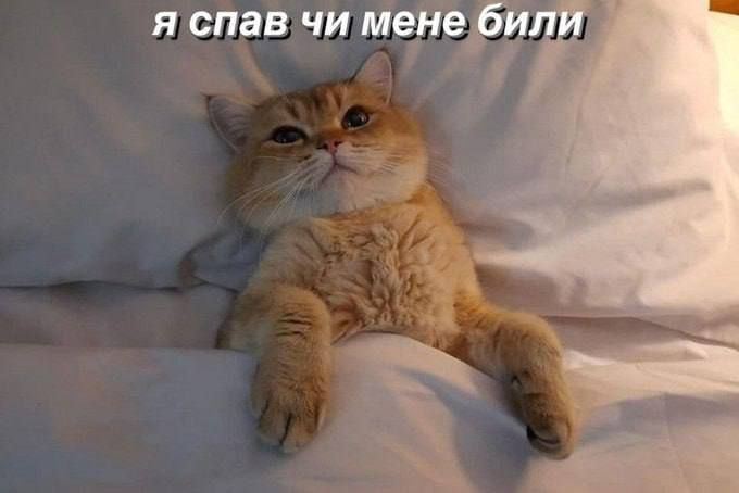 Всемирный день сна — держи мемы о недосыпании и любви ко сну - фото 603309