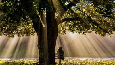 Гороскоп друидов: какое дерево является твоим талисманом