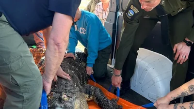 У США чоловік тримав гігантського алігатора, який плавав у басейні разом з людьми