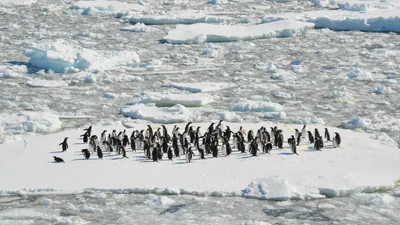 Вакансия не для слабаков: разыскиваются люди, которые будут считать пингвинов в Антарктиде