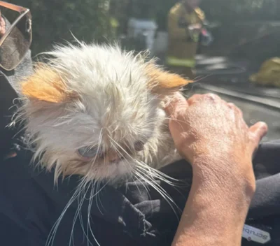 Кара Делевинь показала котиков, которых пожарные спасли из ее горящего дома – фото - фото 603787