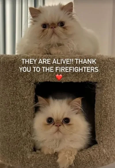Кара Делевинь показала котиков, которых пожарные спасли из ее горящего дома – фото - фото 603788