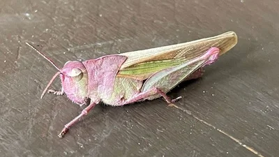 В Арканзасе девочка поймала редкого розового кузнечика – фото - фото 605158