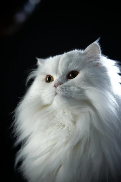 Персидський котик - лідер з пухнастості - фото 605373