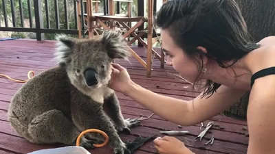 Милое видео: в жаркий день женщина помогла коале попить, и животное ее отблагодарило