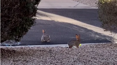 Мимишность зашкаливает: двое зайчиков играют и скачут друг через друга