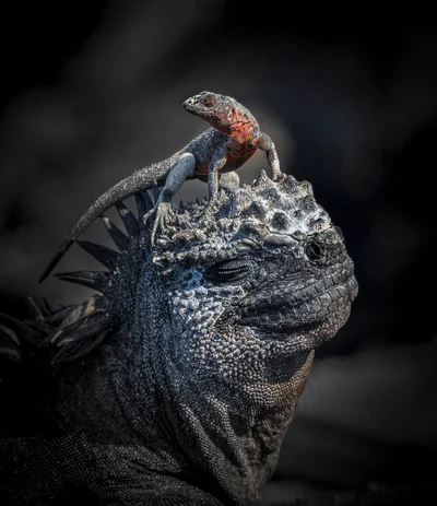 Это невероятно красиво: победители престижного конкурса фотографии дикой природы - фото 606011