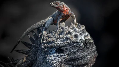 Это невероятно красиво: победители престижного конкурса фотографии дикой природы