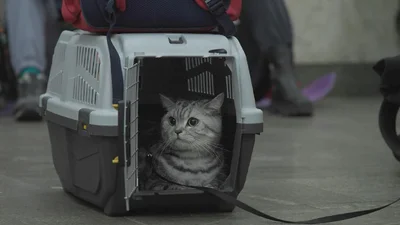 "Ми, наші улюбленці та війна": Дорофєєва та Кацурін закликають йти на фільм Птушкіна