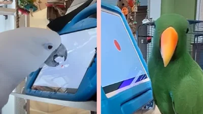 Вчені розробили додаток, в якому папуги можуть грати в ігри – відео