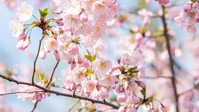 Природа дарує насолоду: у Києві зацвіли сакури і магнолії