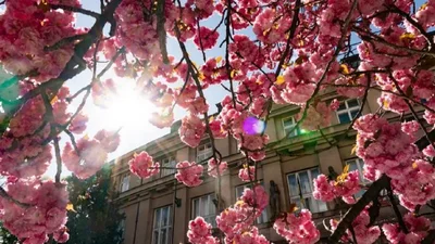 Ужгород в сакуре: где и когда насладиться удивительным цветением деревьев