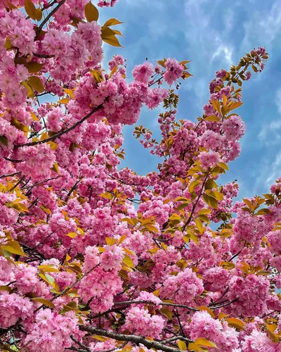 Ужгород в сакуре: где и когда насладиться удивительным цветением деревьев - фото 607168