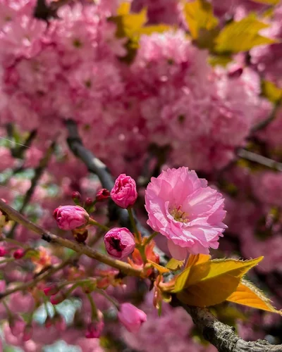 Де цвітуть сакури в Ужгороді - фото 607169