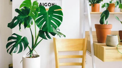 Почему монстера "плачет"? 4 причины страданий растения