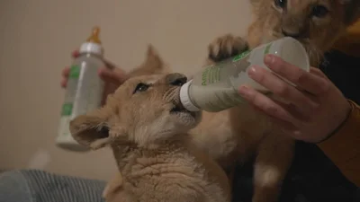 Рекорд документального кіно: фільм Птушкіна обігнав в прокаті "20 днів у Маріуполі"